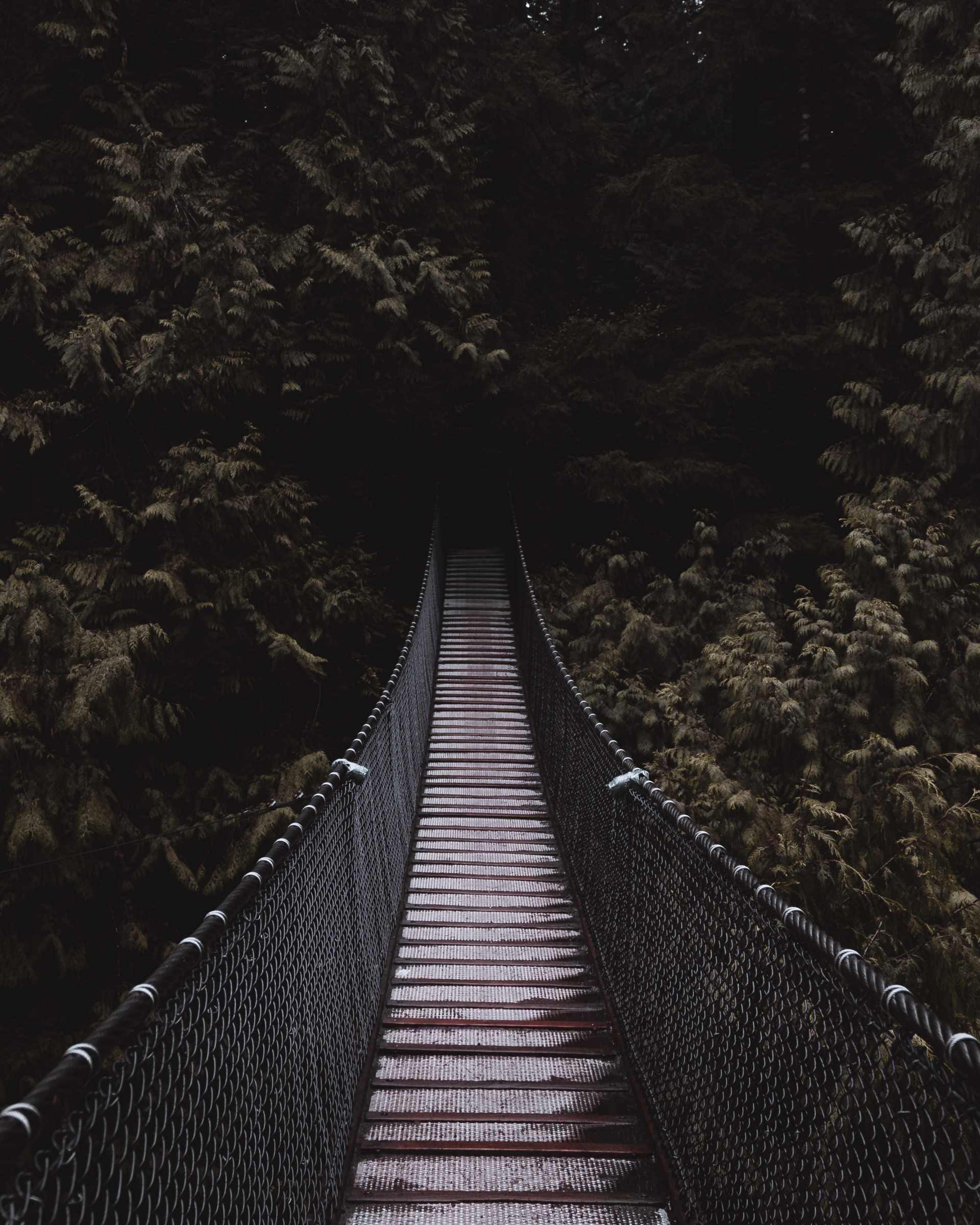 sky bridge into cedar trees